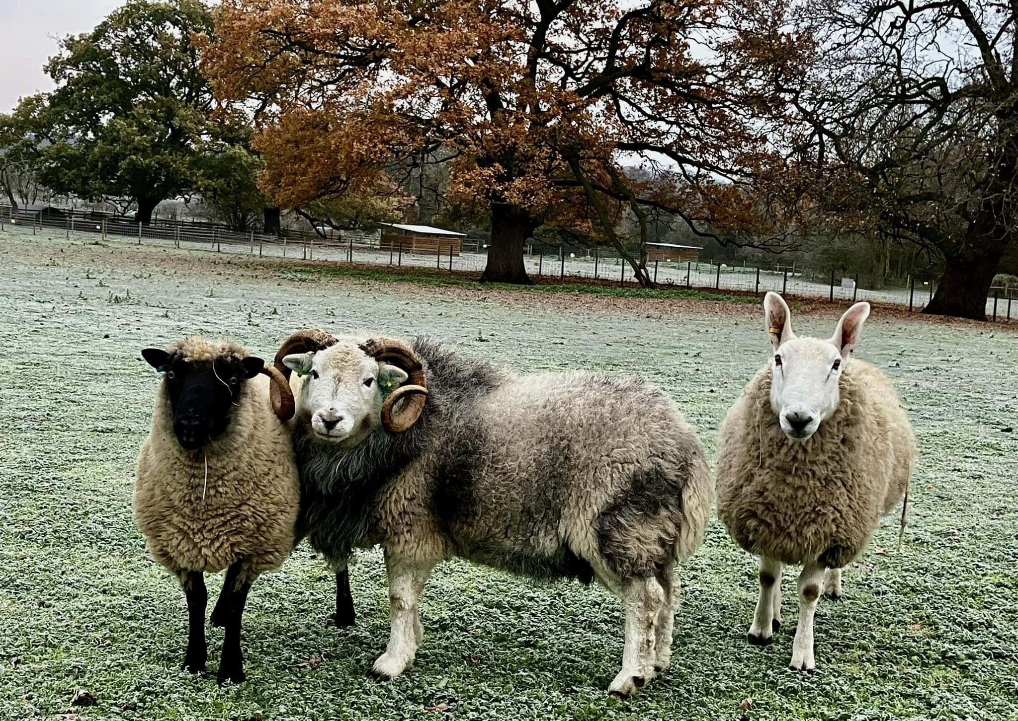 Baylham House Rare Breeds Farm