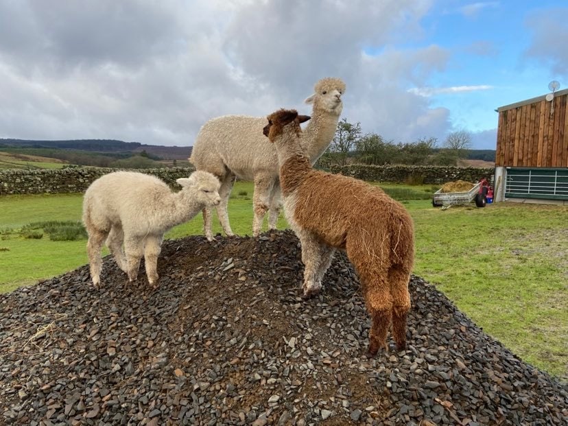 Ferny Rigg Alpacas