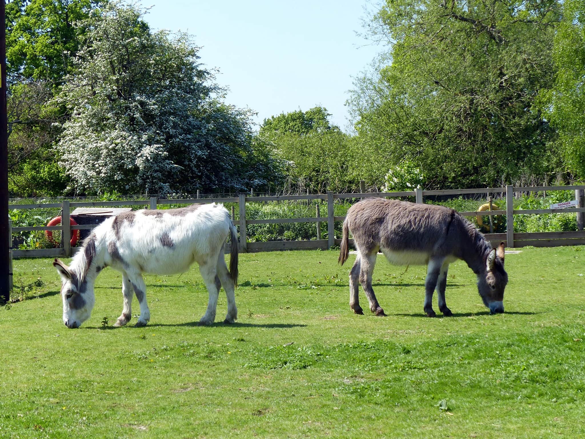 Island Farm Donkey Sanctuary