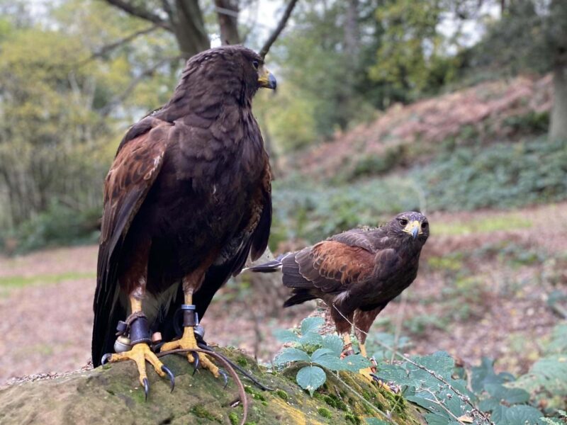 Shropshire Falconry