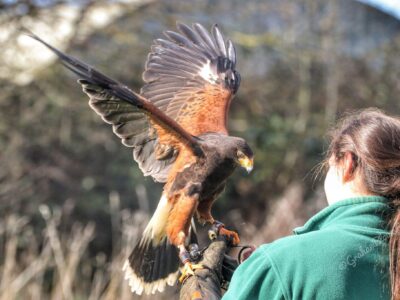 North Somerset Bird of Prey Centre