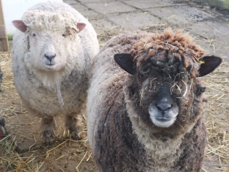 Hartcliffe City Farm