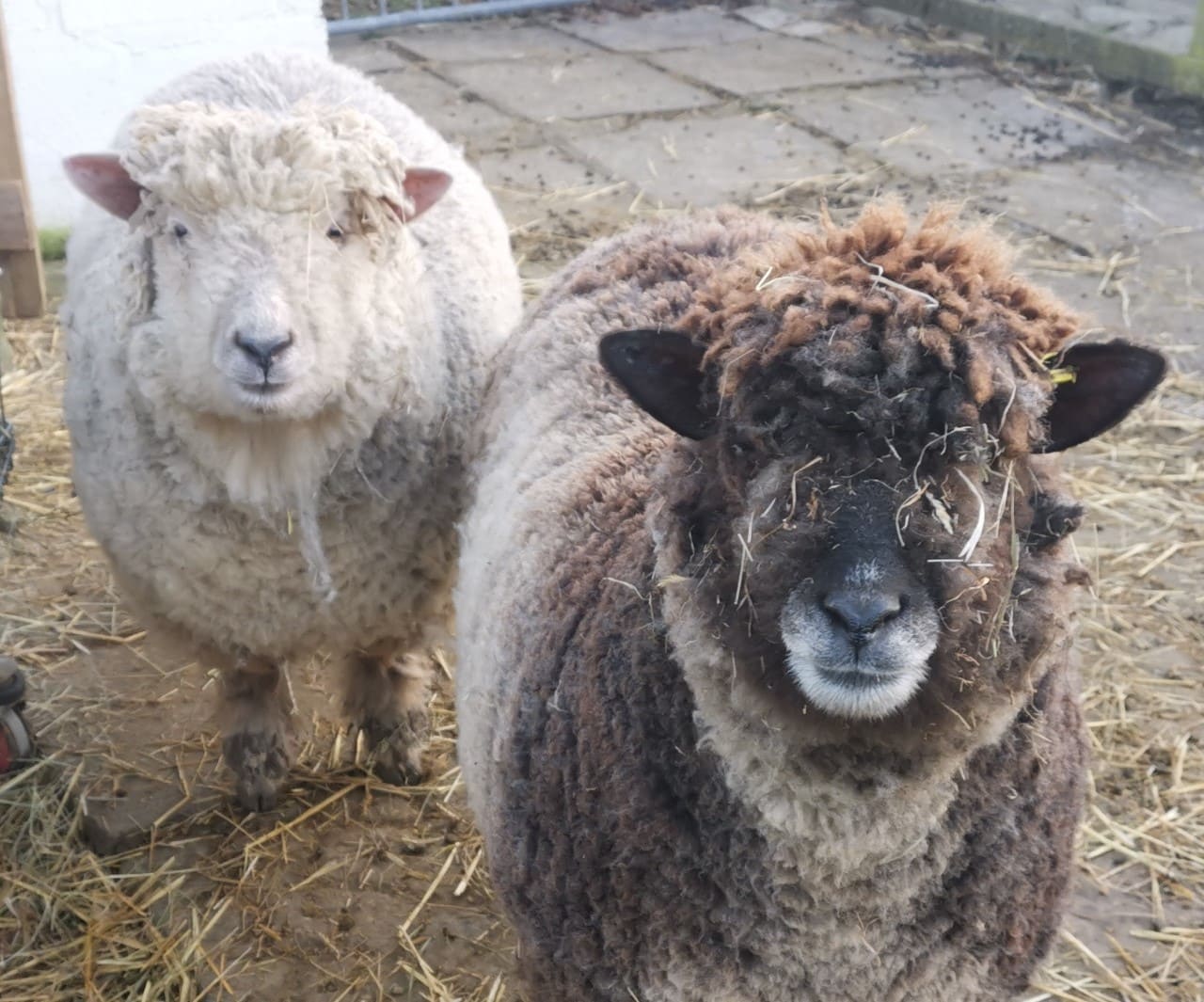 Hartcliffe City Farm