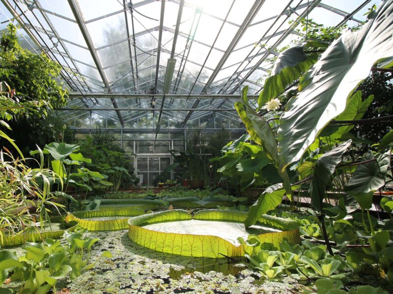 University of Bristol Botanic Garden