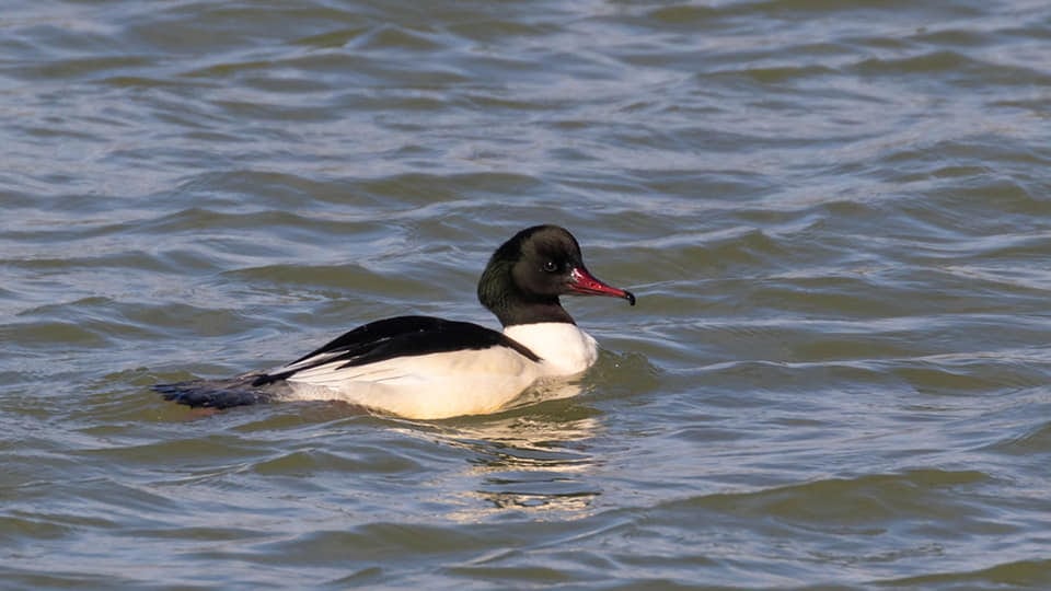 Rutland Water Nature Reserve