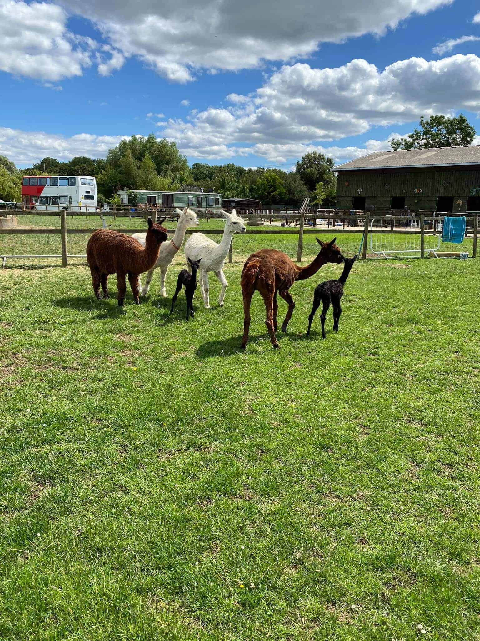 Cotswold Vale Alpacas