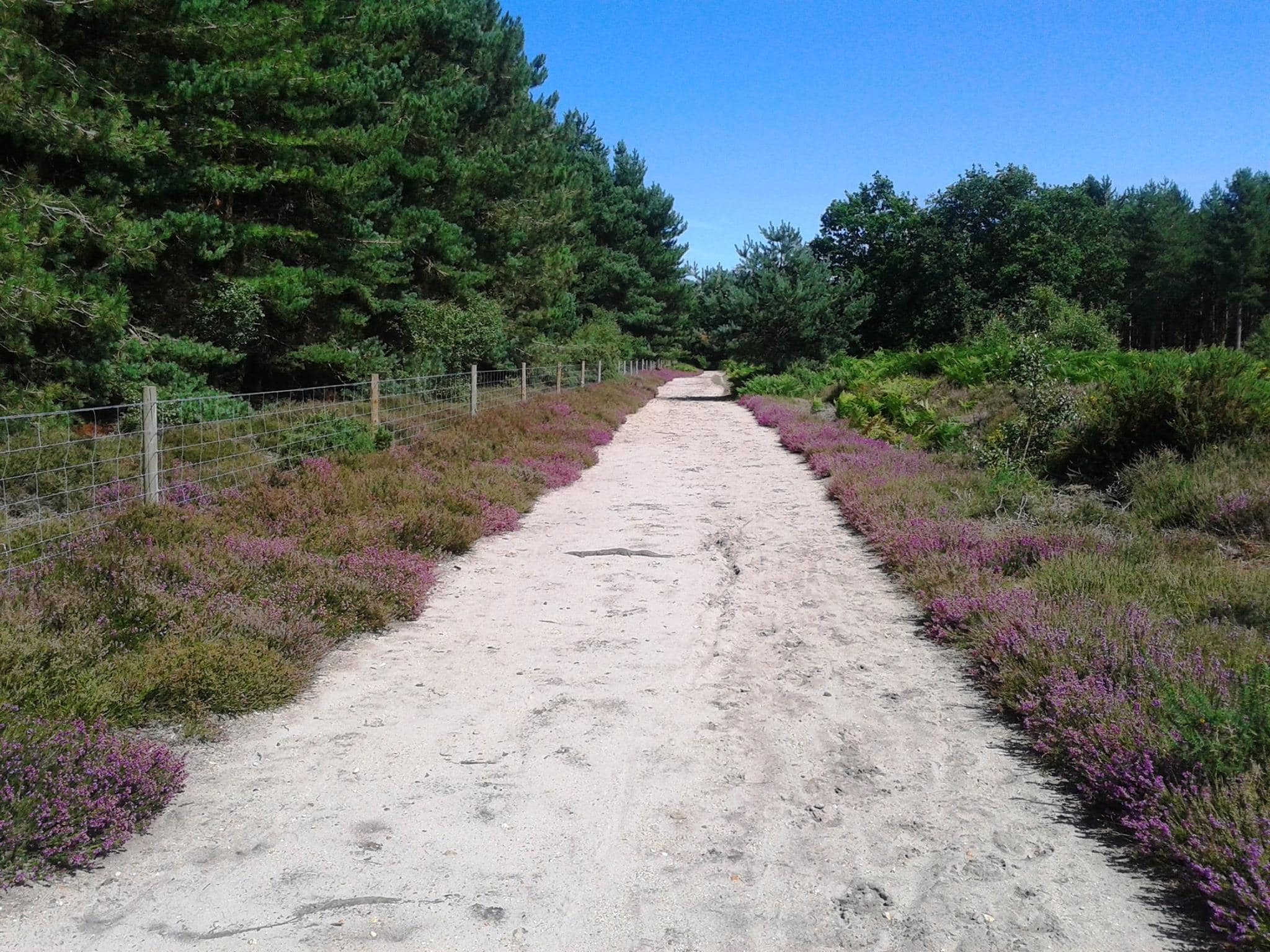 Rendlesham Forest