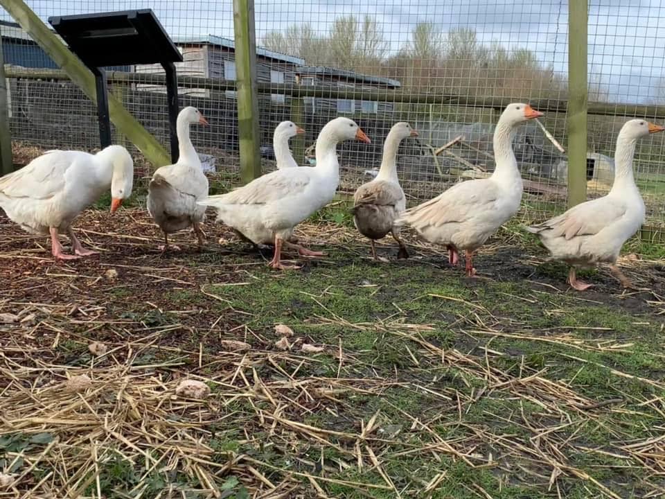 Bill Quay Community Farm