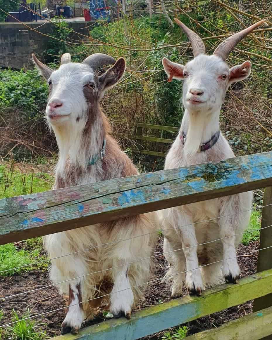 Ouseburn Farm