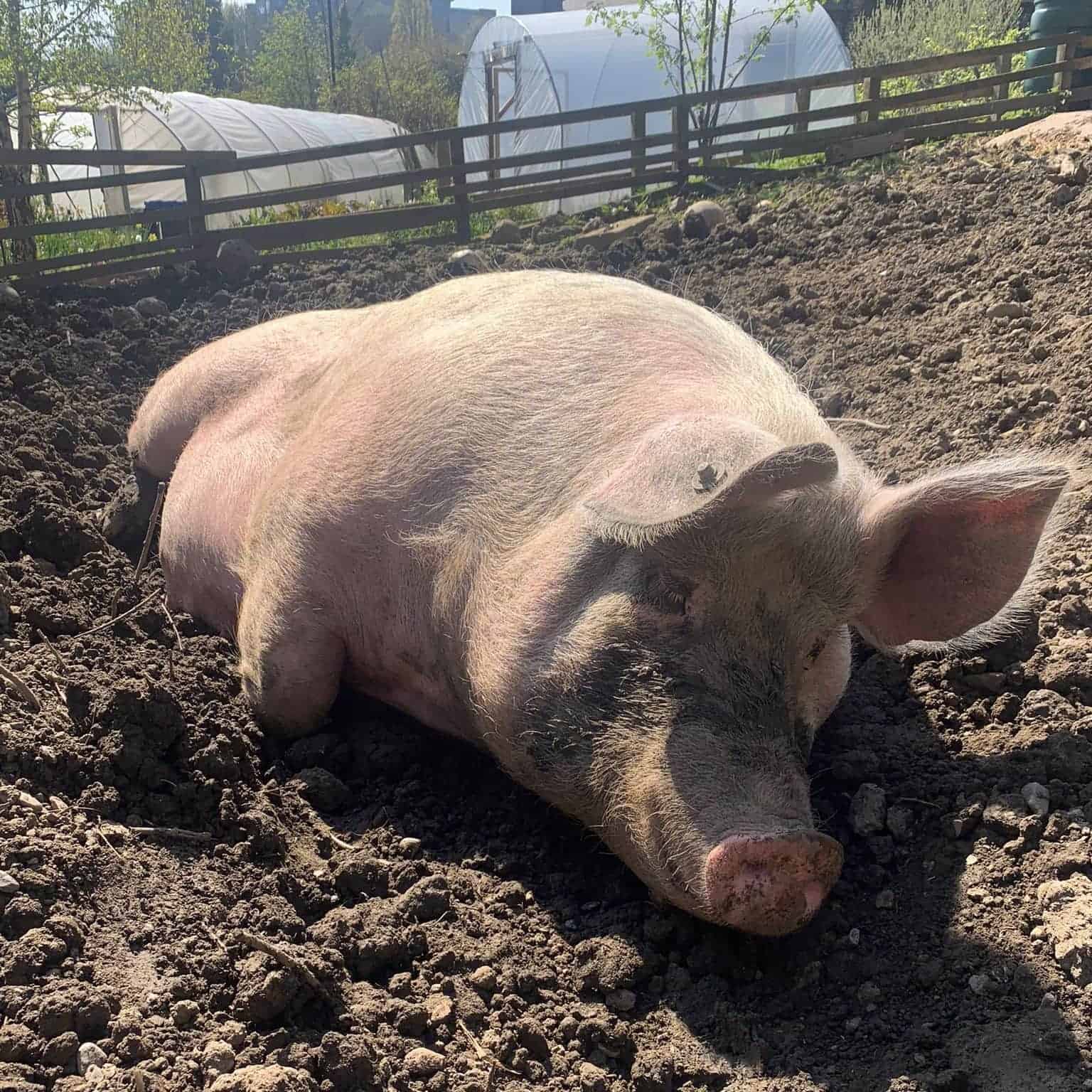 Ouseburn Farm