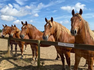 The Suffolk Punch Trust