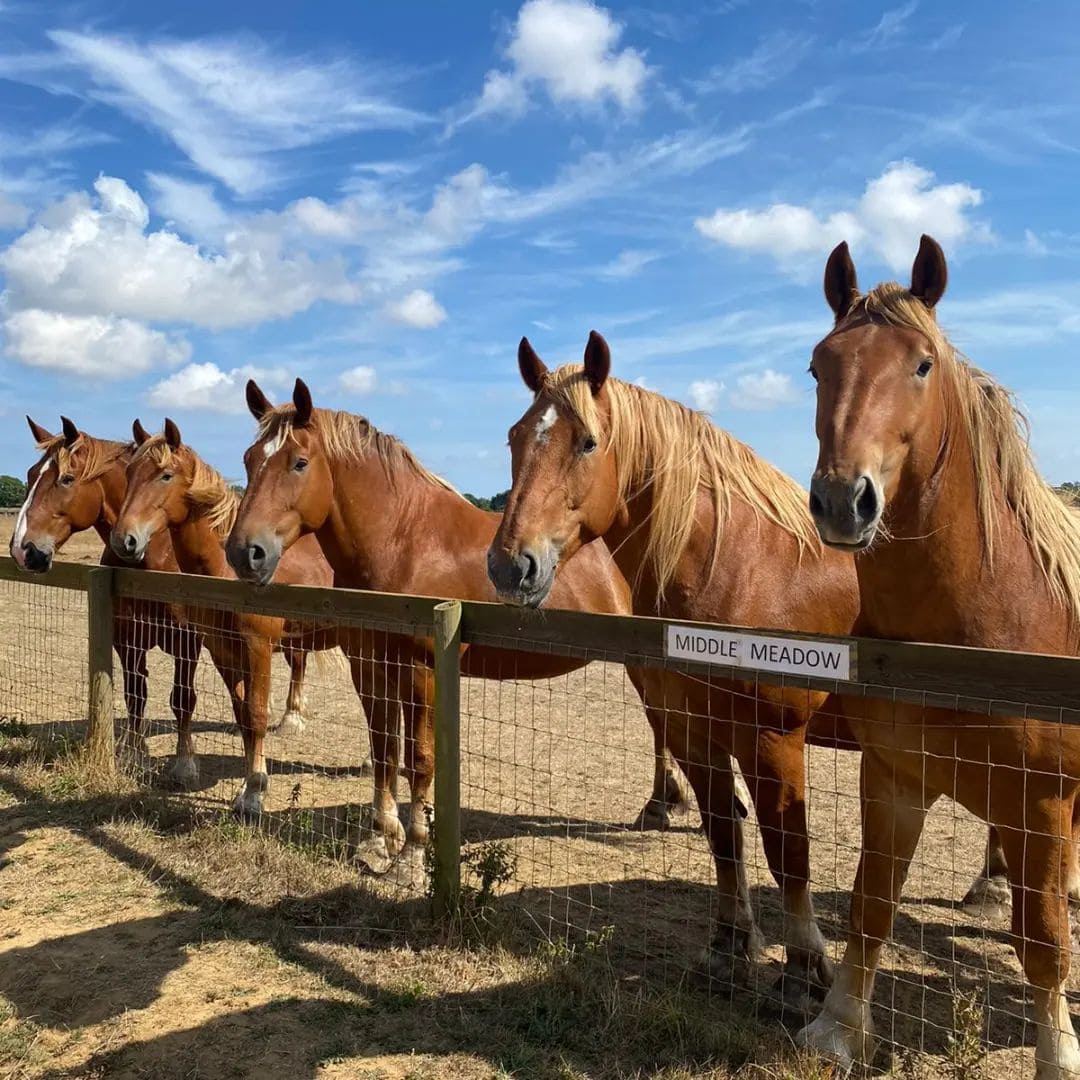 The Suffolk Punch Trust