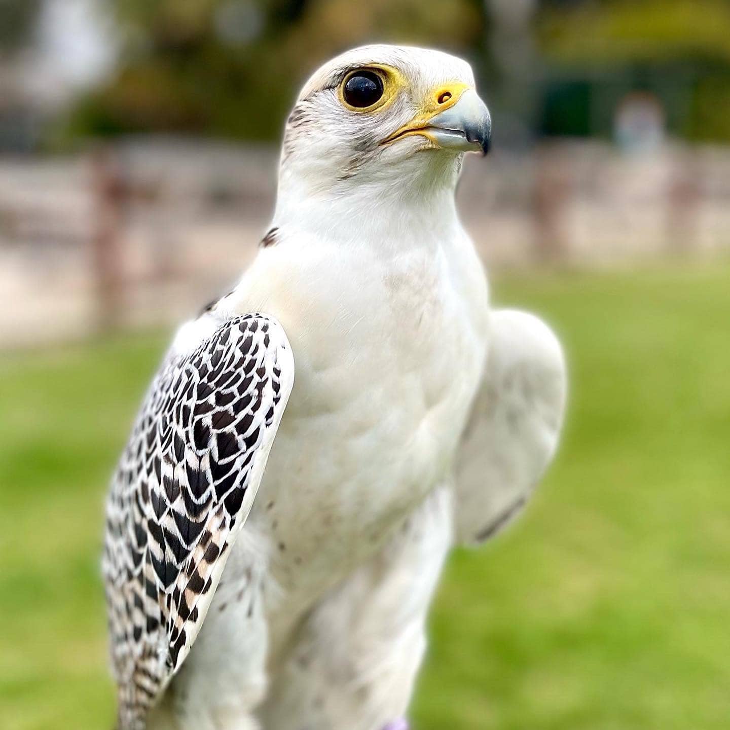 Huxleys Bird of Prey Centre