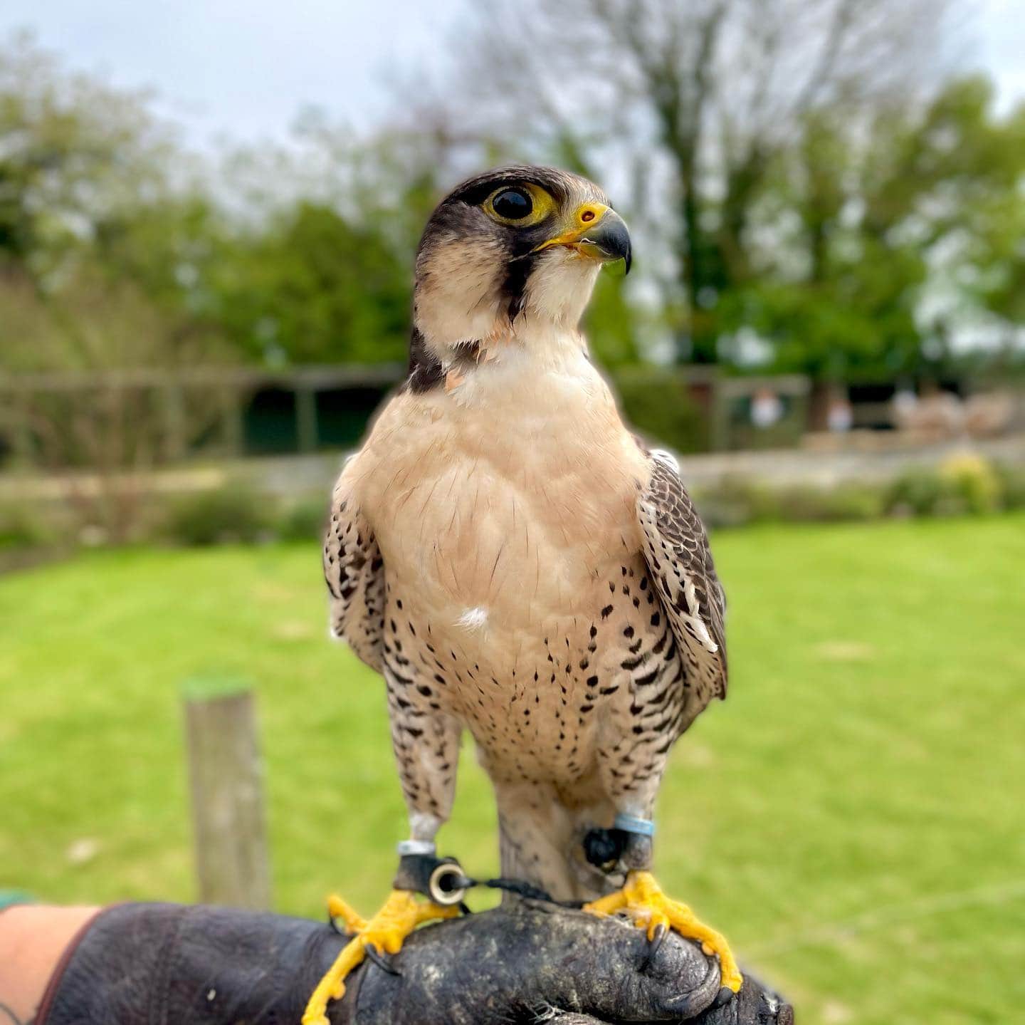 Huxleys Bird of Prey Centre