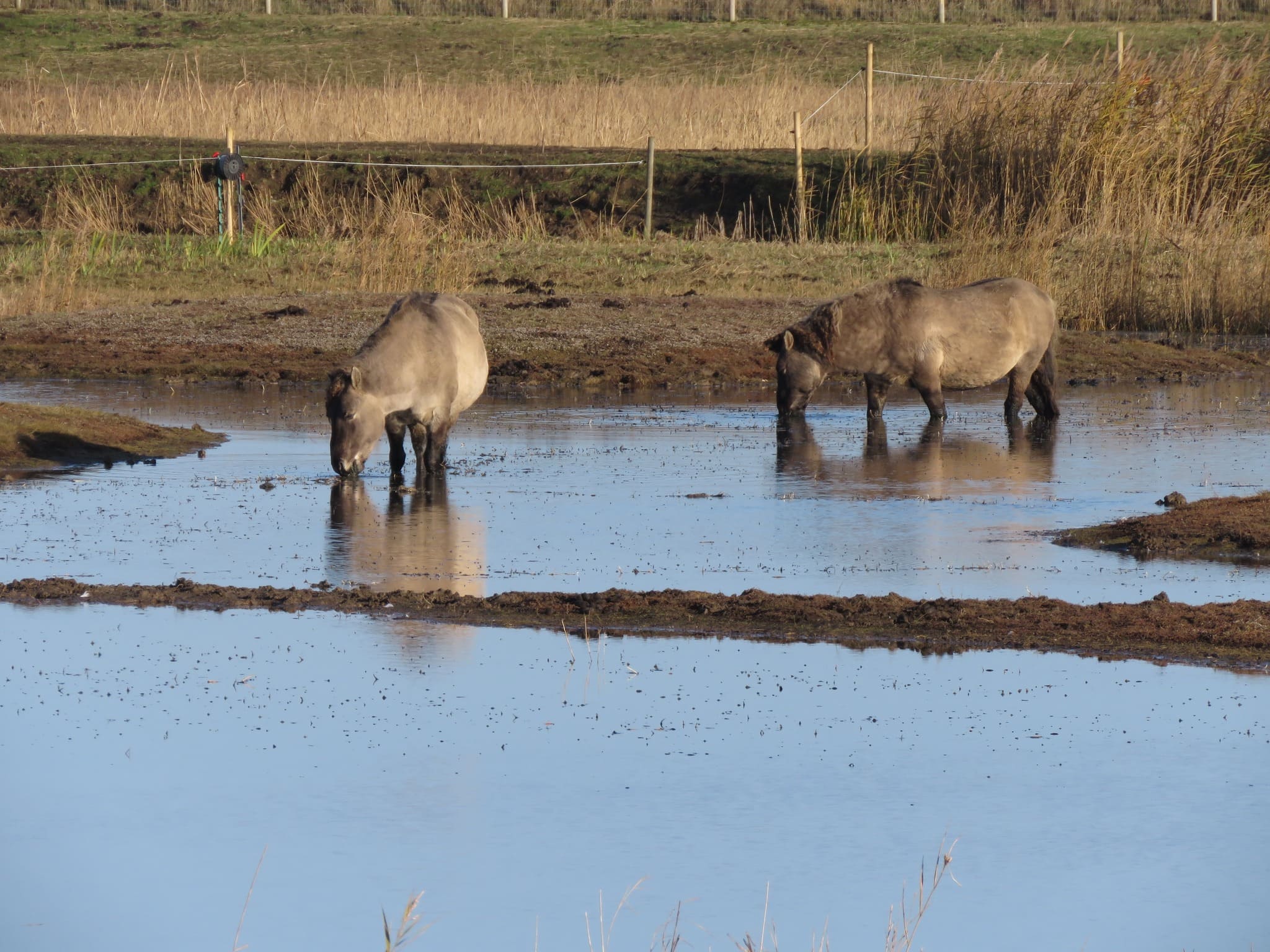 RSPB Minsmere