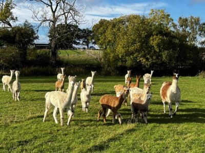 Middle England Farm Alpacas