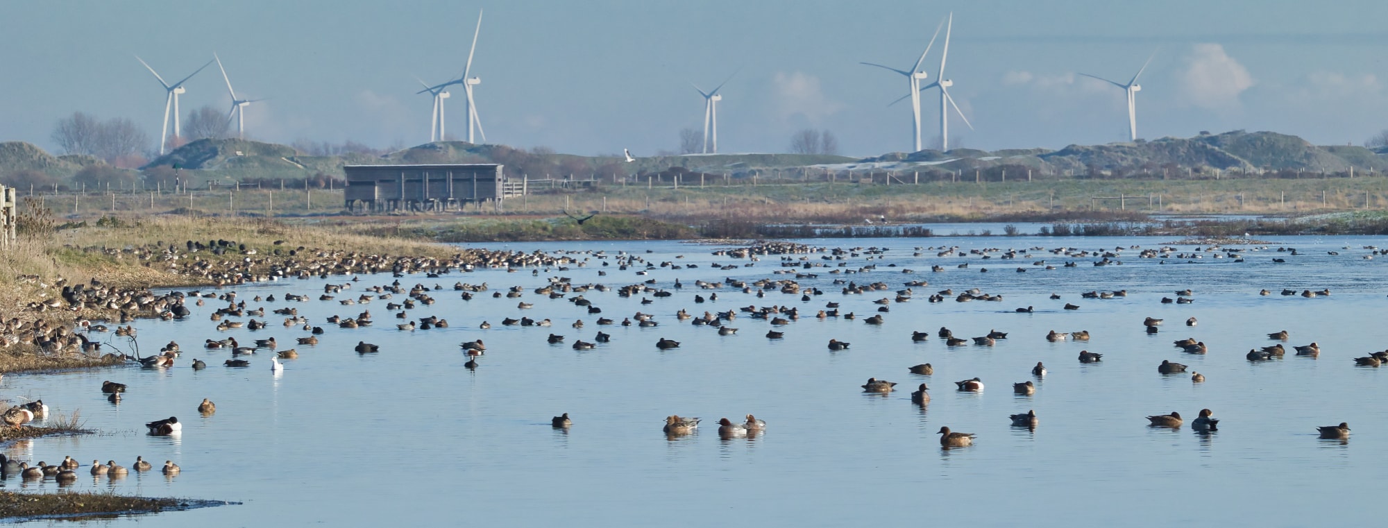 Rye Harbour Nature Reserve