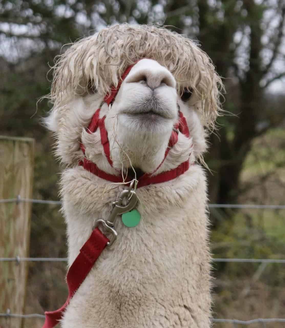 Middle England Farm Alpacas