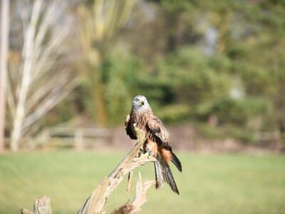 Lavenham Falconry