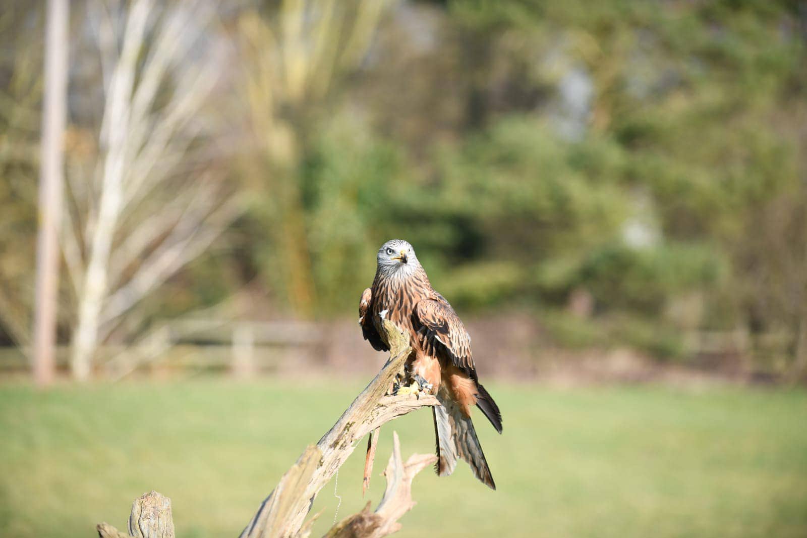 Lavenham Falconry