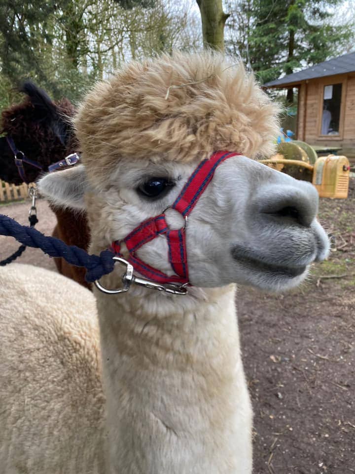 Hilly Rifgle Hilly Ridge Alpacas - Where To Go With Kids - Suffolk