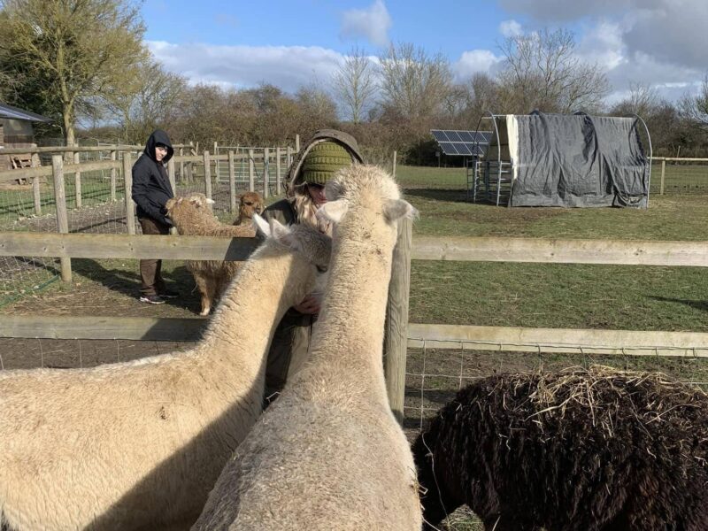 Hilly Ridge Alpacas