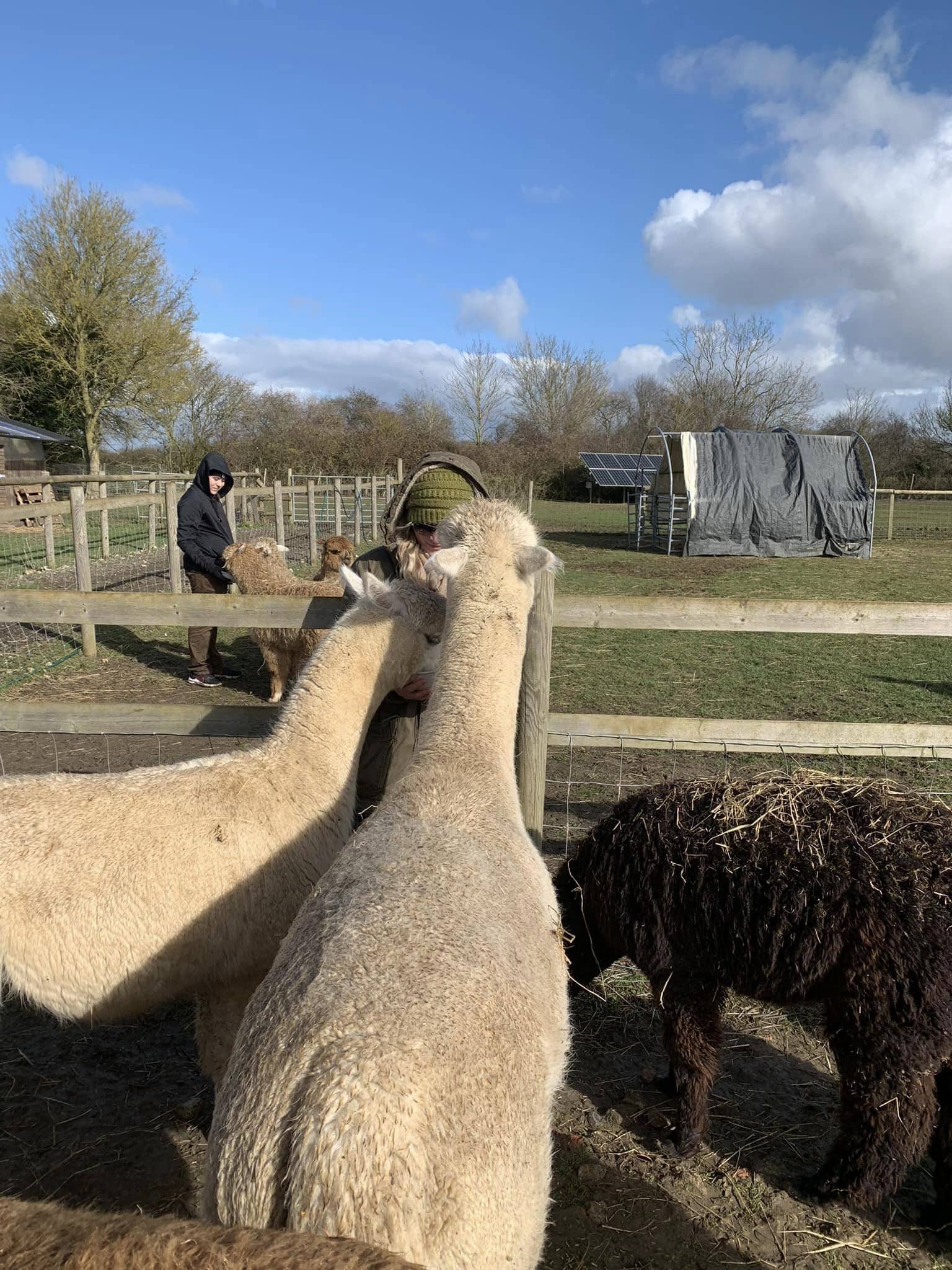 Hilly Ridge Alpacas