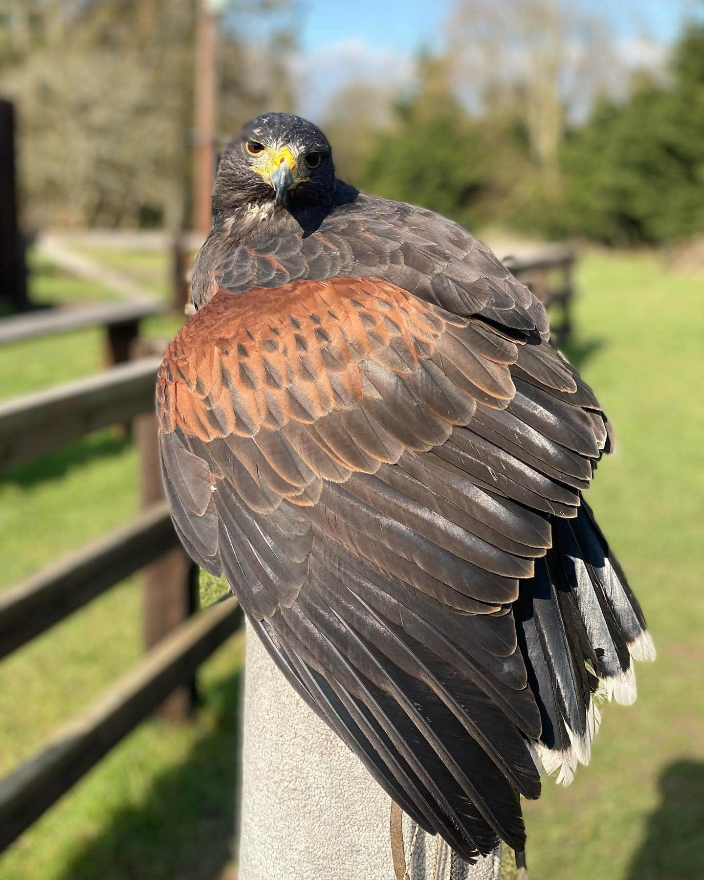 Lavenham Falconry