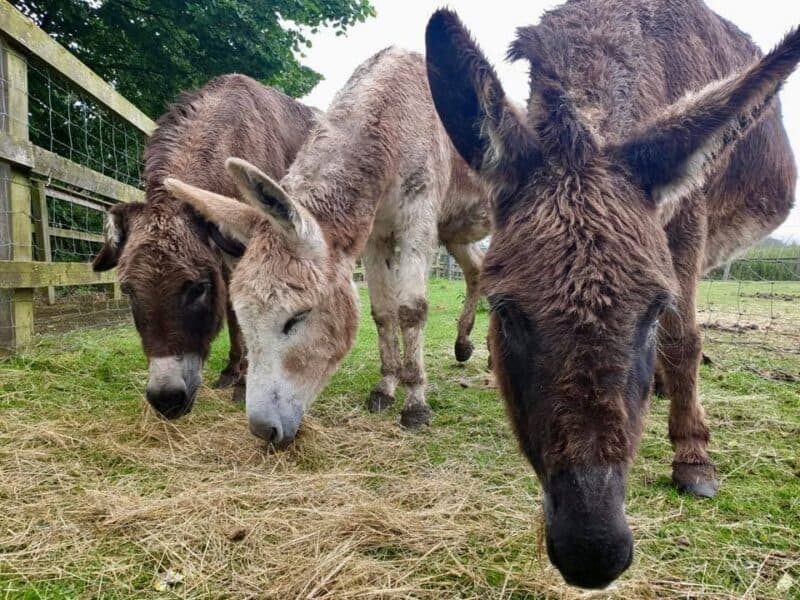 Lee Valley Animal Adventure Park