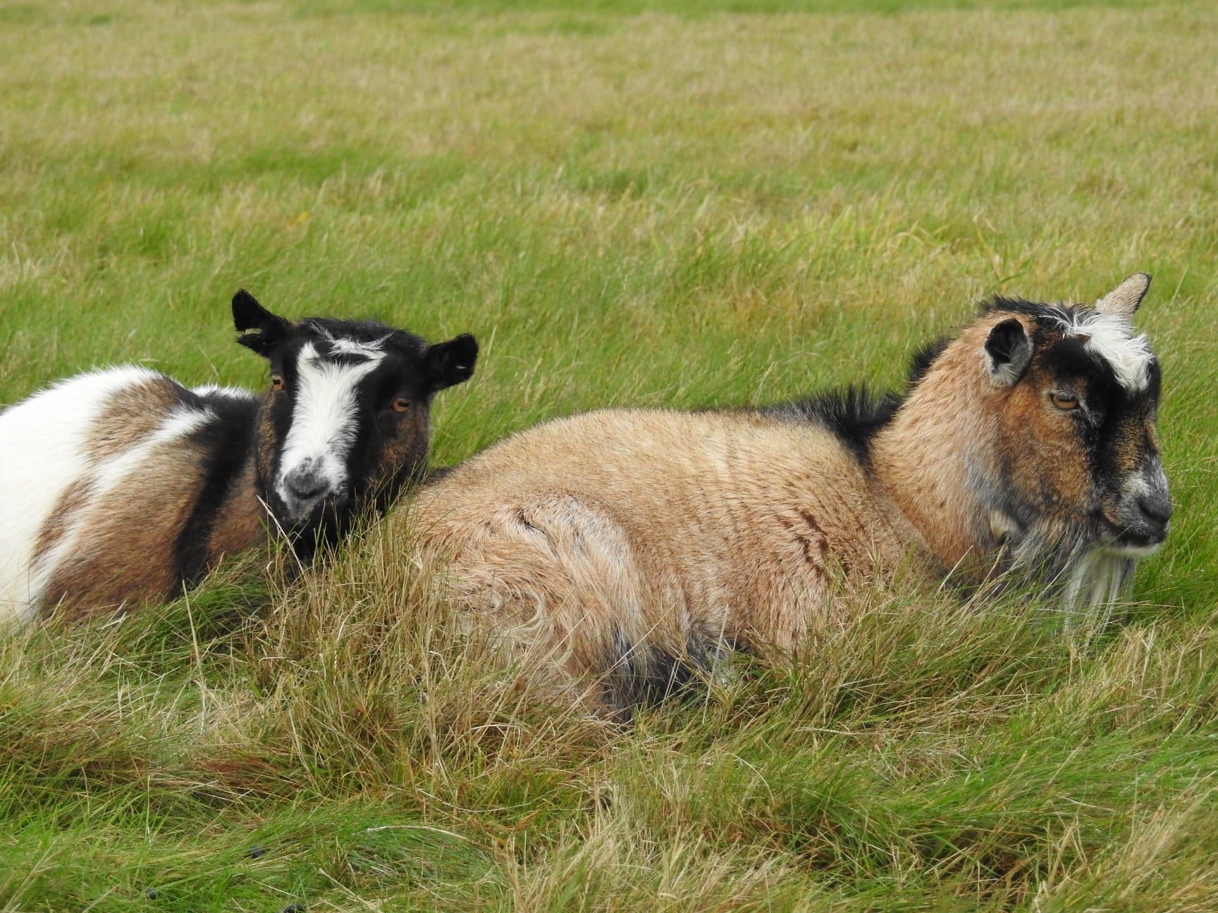 Chesworth Farm