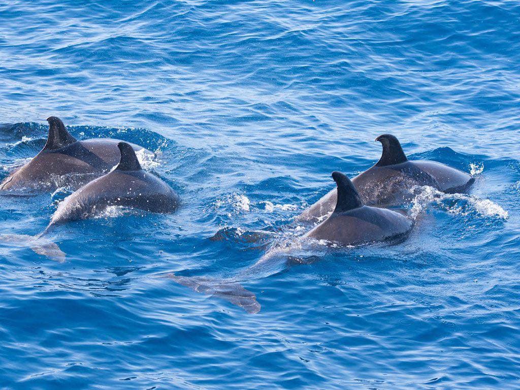 Best Dolphin Watching Boat Tour in Gran Canaria