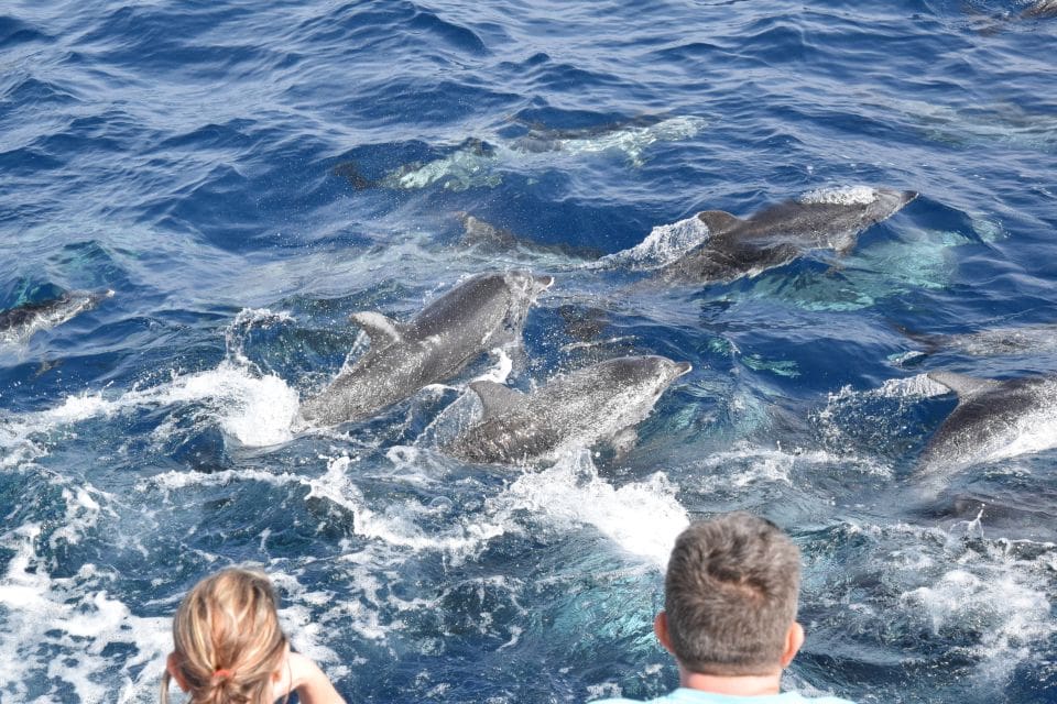 Dolphin and Whale Watching Cruise