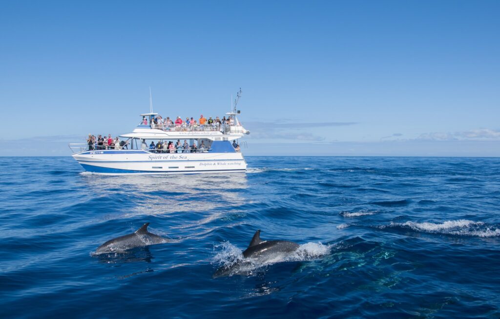 Best Dolphin Watching Boat Tour in Gran Canaria