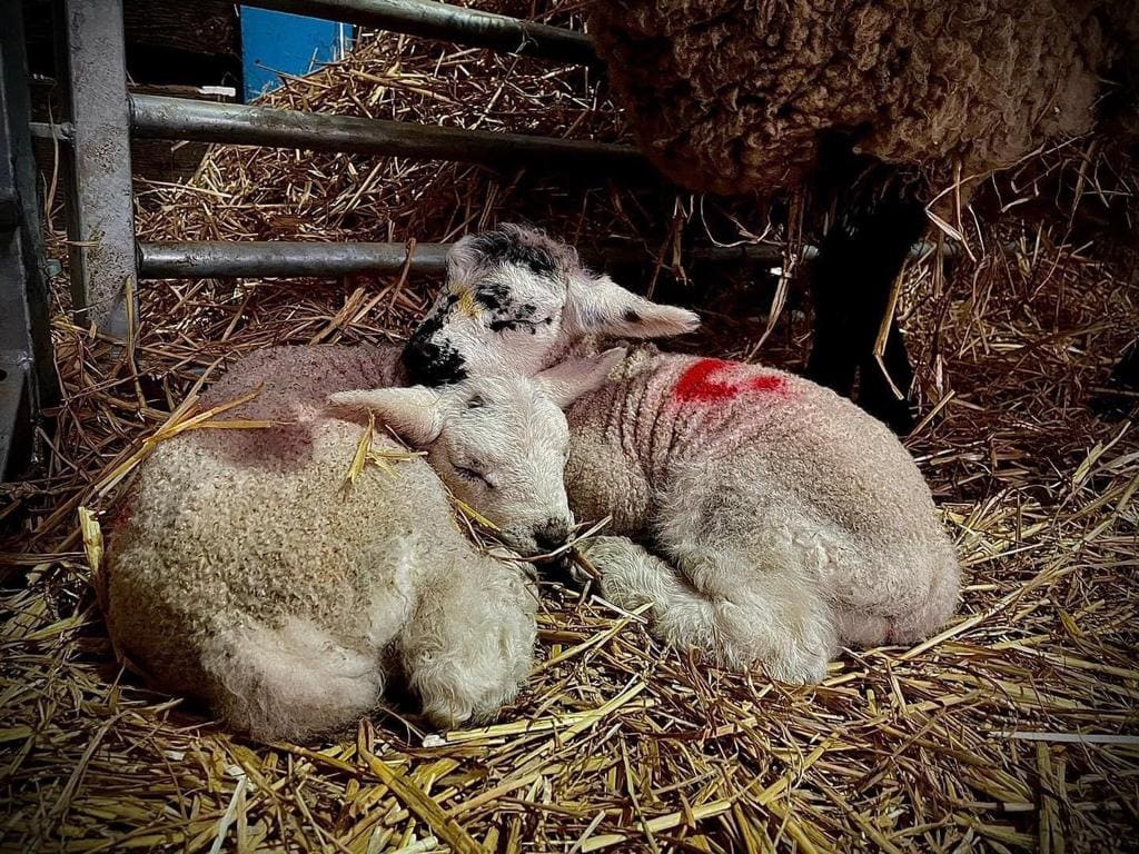 Best Lamb Feeding Experiences in Yorkshire 2023