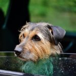 36 Best Dog-Friendly Days Out in Yorkshire