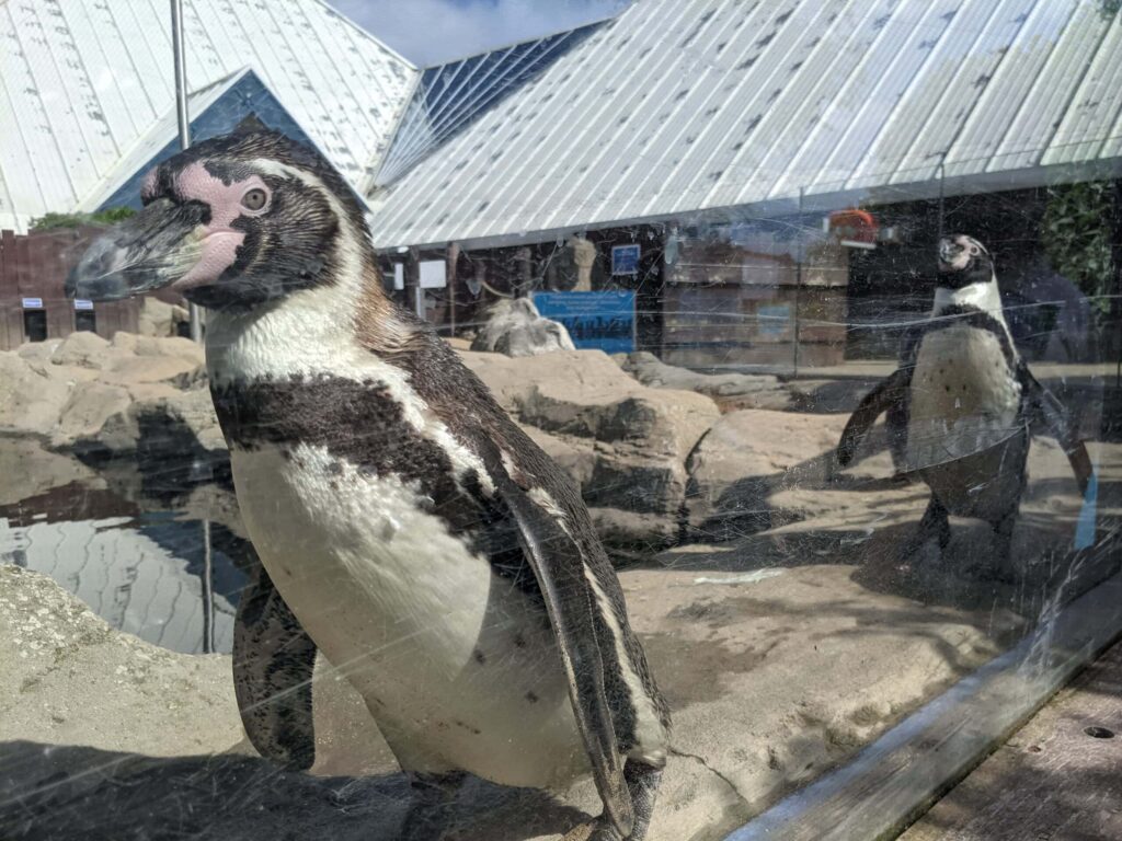 Scarborough Sea Life Centre