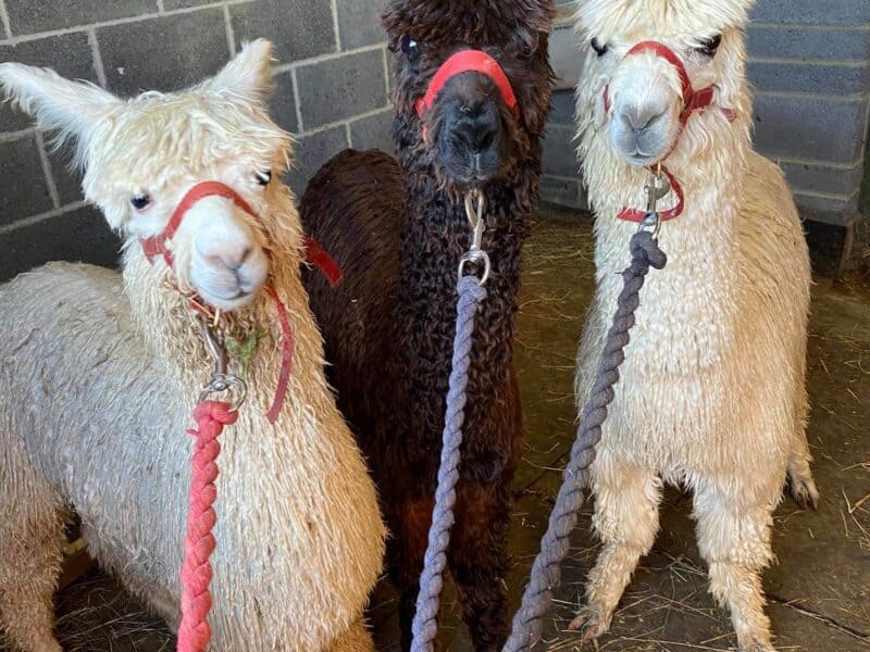 Cotswold Vale Alpaca Experience