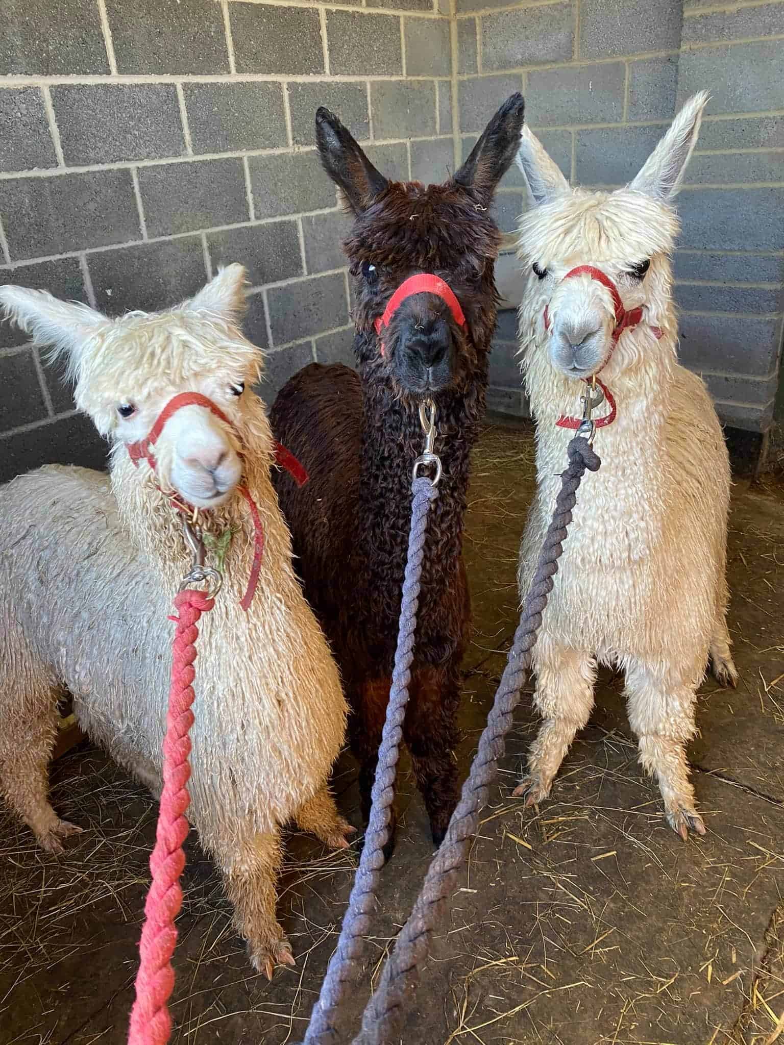 Cotswold Vale Alpacas