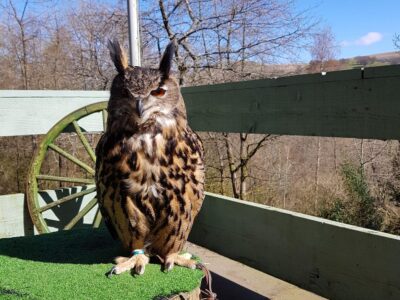 Festival Park Owl Sanctuary