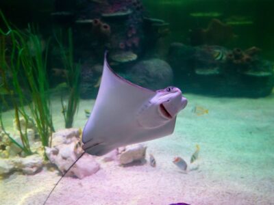 SEA LIFE Loch Lomond