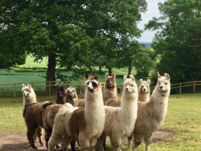 Briery Hill Llamas