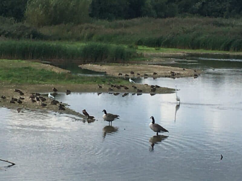 RSPB Rye Meads