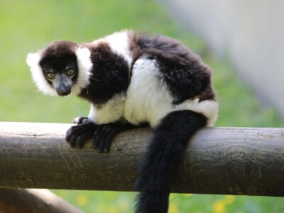 Belfast Zoo