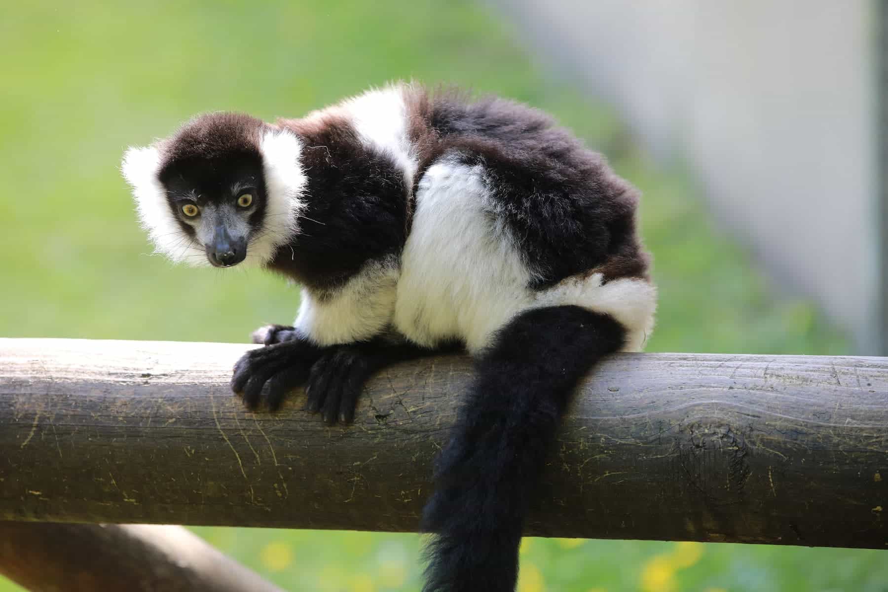 Belfast Zoo