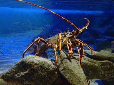 Anglesey Sea Zoo