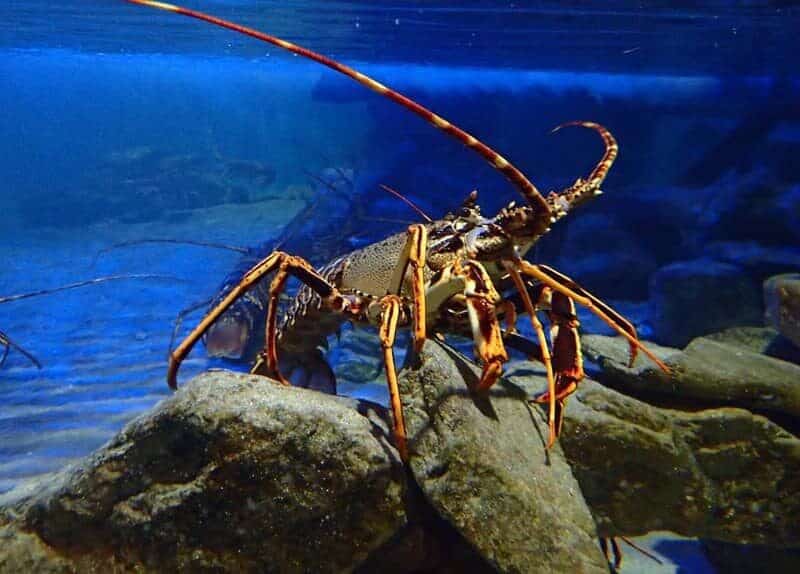 Anglesey Sea Zoo