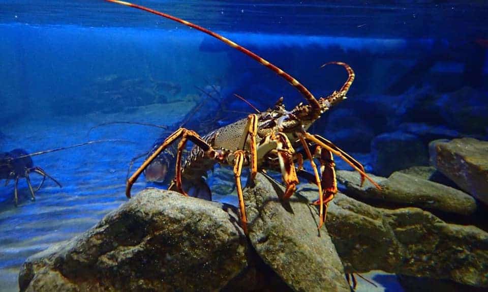 Anglesey Sea Zoo