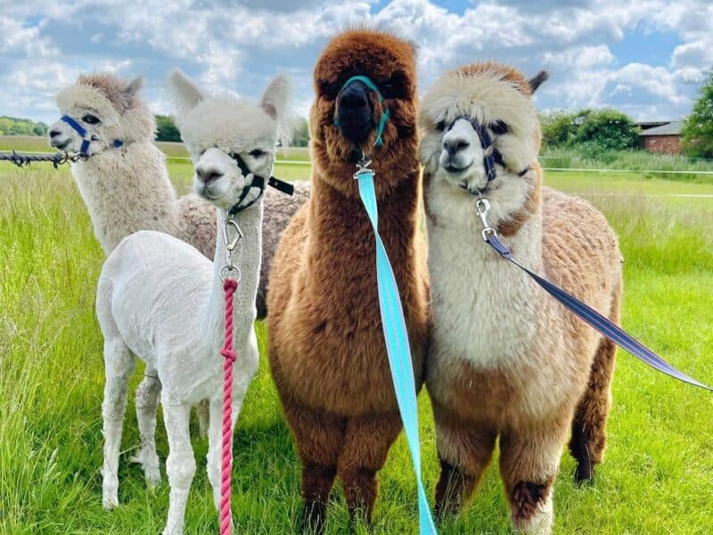 Ings Park Alpacas