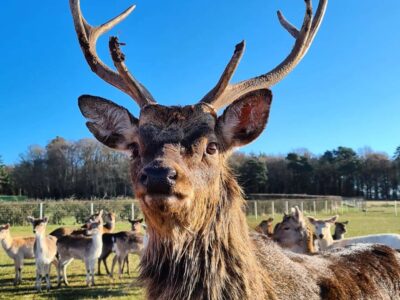 The Scottish Deer Centre