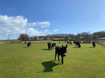 Isle of Wight Donkey Sanctuary